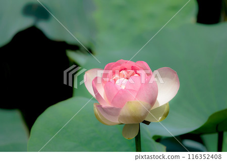 為初夏的清晨著色的純蓮花 116352408