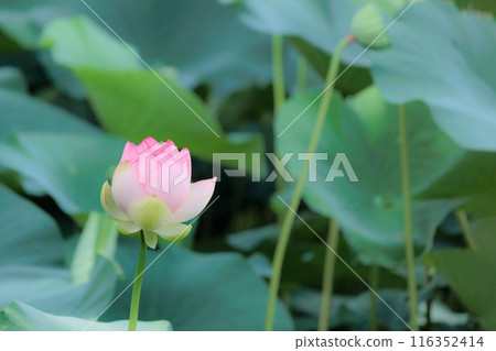 為初夏的清晨著色的純蓮花 116352414