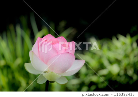 為初夏的清晨著色的純蓮花 116352433