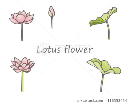 美麗的蓮花插畫素材集 美麗的蓮花插畫素材集 116352434