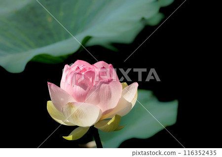 為初夏的清晨著色的純蓮花 為初夏的清晨著色的純蓮花 116352435