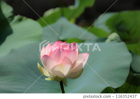 為初夏的清晨著色的純蓮花 為初夏的清晨著色的純蓮花 116352437
