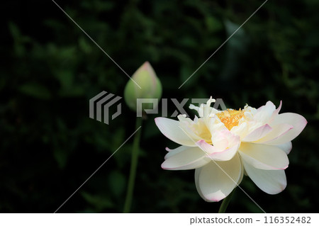 Pure lotus flowers that color the early morning of early summer 116352482