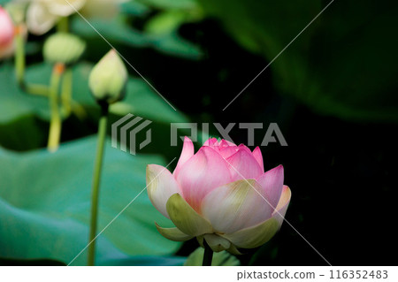 為初夏的清晨著色的純蓮花 116352483