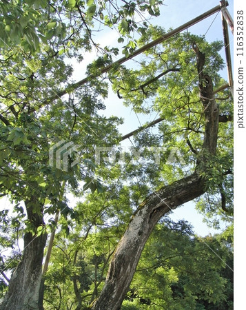 Sophora japonica in Nakai 116352838