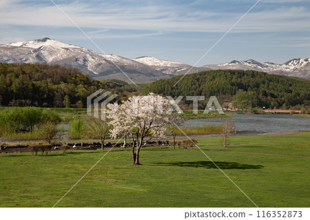 一棵櫻花樹和新雪谷山脈 116352873