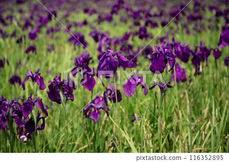 Tobetsu Town's Iris Garden 116352895