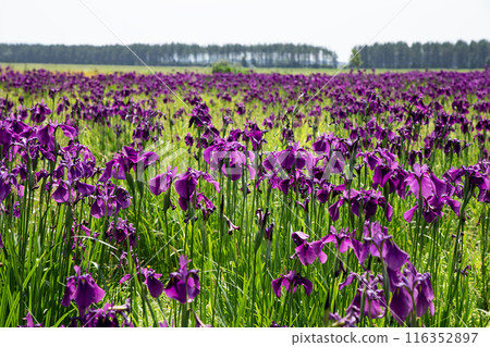 Tobetsu Town's Iris Garden Tobetsu Town's Iris Garden 116352897