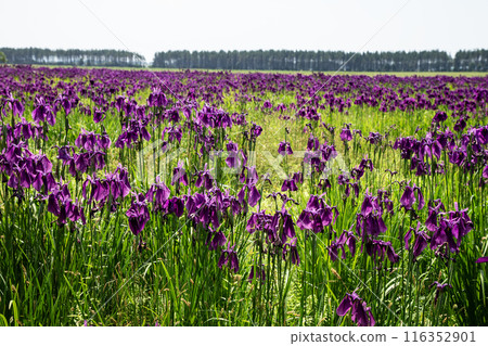 Tobetsu Town's Iris Garden 116352901