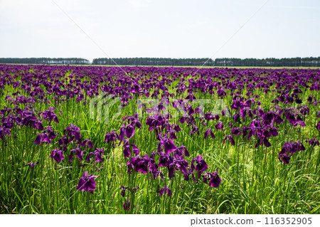 Tobetsu Town's Iris Garden 116352905