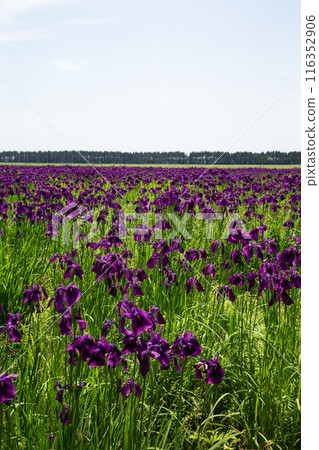 Tobetsu Town's Iris Garden Tobetsu Town's Iris Garden 116352906