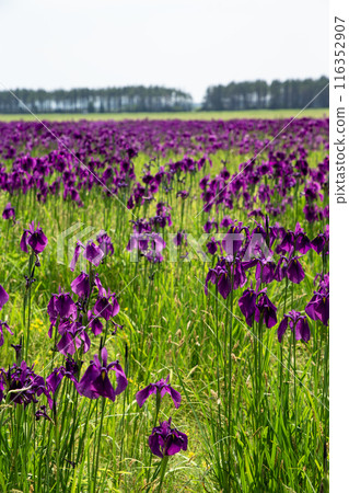 Tobetsu Town's Iris Garden Tobetsu Town's Iris Garden 116352907