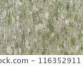 bark surface background dry bark large tree bark 116352911