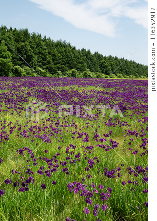 Tobetsu Town's Iris Garden Tobetsu Town's Iris Garden 116352912