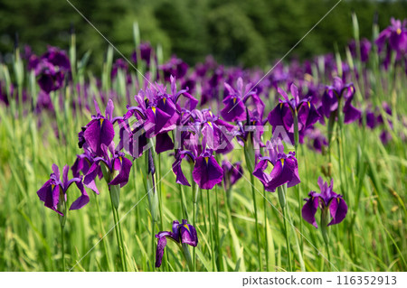Tobetsu Town's Iris Garden Tobetsu Town's Iris Garden 116352913
