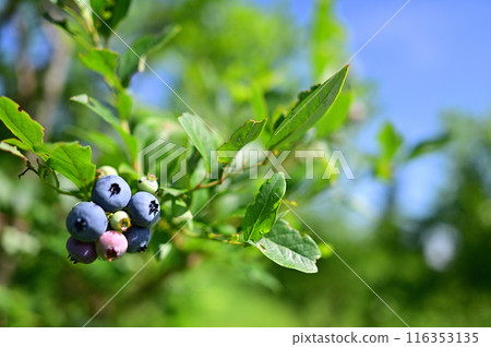 藍莓果實,是由水稻種植產生的 藍莓果實,是由水稻種植產生的 116353135