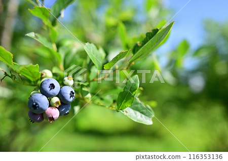 藍莓果實，是由水稻種植產生的 116353136