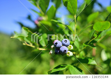 Blueberries ripen abundantly under the blue sky, ripe to eat Blueberries ripen abundantly under the blue sky, ripe to eat 116353144