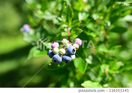 Blueberries ripen abundantly under the blue sky, ripe to eat 116353145