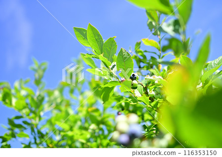 Blueberries ripen abundantly under the blue sky, ripe to eat 116353150