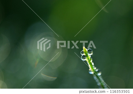 馬尾上晨露的光芒，特寫 116353501