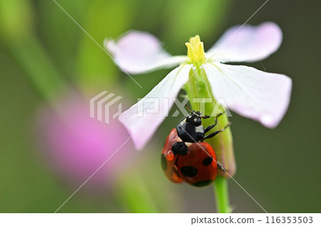 蘿蔔和瓢蟲在田裡盛開,特寫 蘿蔔和瓢蟲在田裡盛開,特寫 116353503