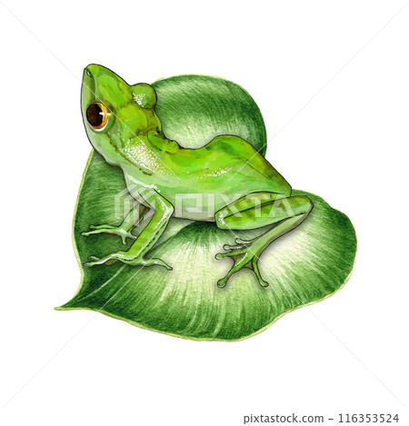Cute funny green frog sitting on a water lily leaf. Watercolor painted illustration. Hand drawn cute amphibian. Green frog perched on a water plant leaf element. Isolated on white background 116353524