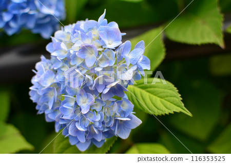 藍色繡球花 116353525