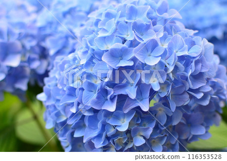 藍色繡球花 116353528