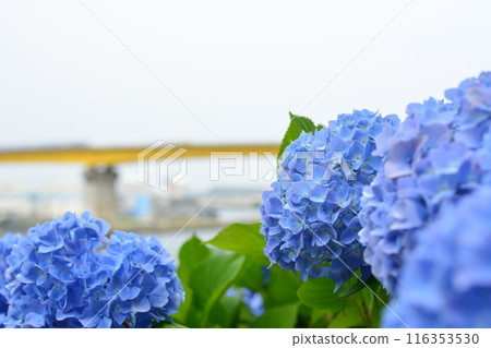 繡球花和橋樑 116353530