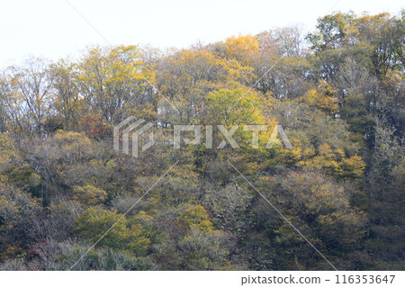 Drive through the Natsui River Valley #29 Drive through the Natsui River Valley #29 116353647