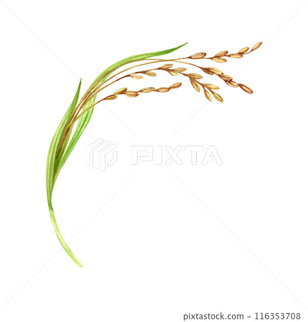 Rice harvesting watercolor illustration. Ripe agricultural plant. Asian cooking ingredient. Hand drawn element isolated on transparent background. Clip art for nutritious product packaging designs 116353708