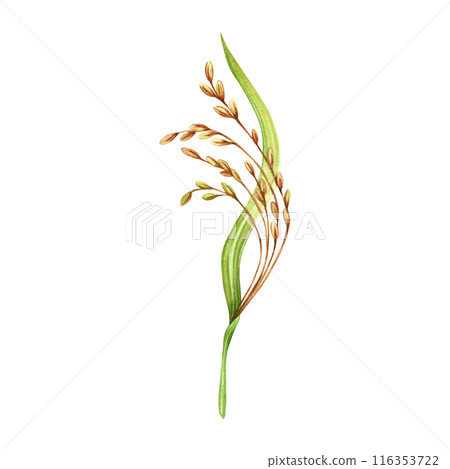 Rice harvesting watercolor illustration. Ripe agricultural plant. Asian cooking ingredient. Hand drawn element isolated on transparent background. Clip art for nutritious product packaging designs Rice harvesting watercolor illustration. Ripe agricultural plant. Asian cooking ingredient. Hand drawn element isolated on transparent background. Clip art for nutritious product packaging designs 116353722