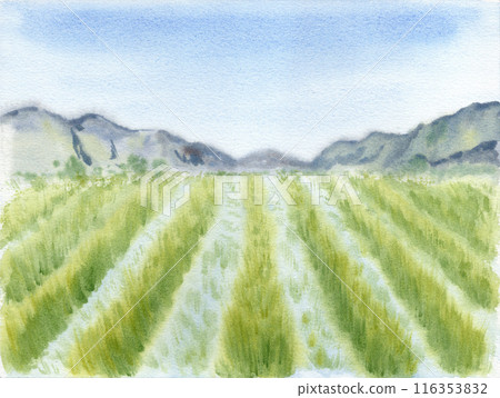 Rice paddy landscape watercolor painting. Hand drawn sketch for organic food packaging label. Copy space template for cards and grain food profucts with farm field and hills. Agricultural background 116353832