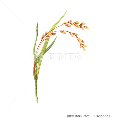 Rice harvesting watercolor illustration. Ripe agricultural plant. Asian cooking ingredient. Hand drawn element isolated on transparent background. Clip art for nutritious product packaging designs Rice harvesting watercolor illustration. Ripe agricultural plant. Asian cooking ingredient. Hand drawn element isolated on transparent background. Clip art for nutritious product packaging designs 116353834