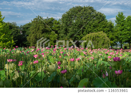 本莊綜合公園的荷花池 116353981