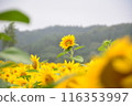 開花往太陽的向日葵 116353997