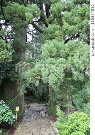 Kumano Kodo Daimonzaka Kumano Kodo Daimonzaka 116354050