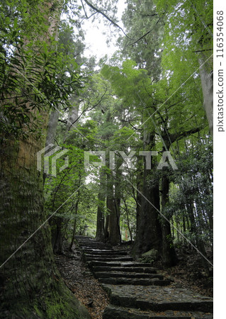 Kumano Kodo Daimonzaka 116354068