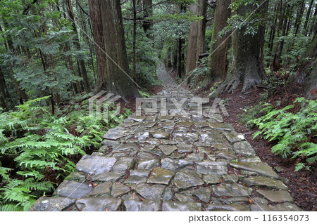 Kumano Kodo Daimonzaka 116354073