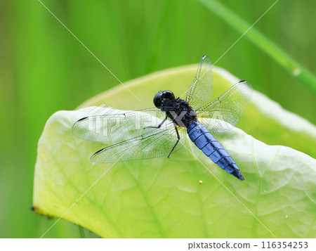 Harabiro 蜻蜓棲息在葉子上 116354253