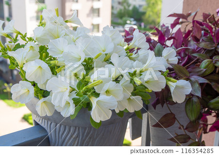 White petunia. Surfinia flower buds. White petunia. Surfinia flower buds. 116354285