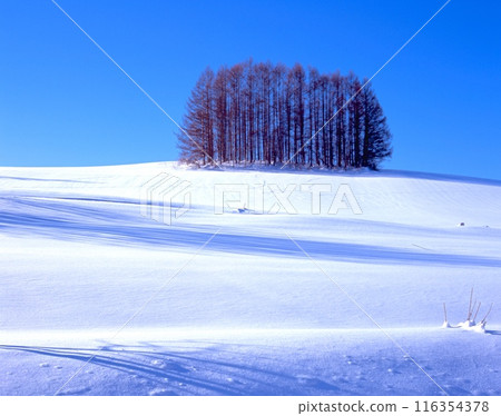 北海道美瑛、溫和七丘(閃閃發光的新雪)/北海道上川郡美瑛町 北海道美瑛、溫和七丘(閃閃發光的新雪)/北海道上川郡美瑛町 116354378