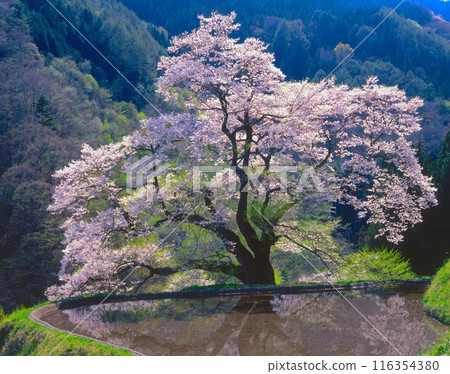 「小松毛櫻花」和翠綠的稻田/長野縣下伊那郡阿智村 116354380