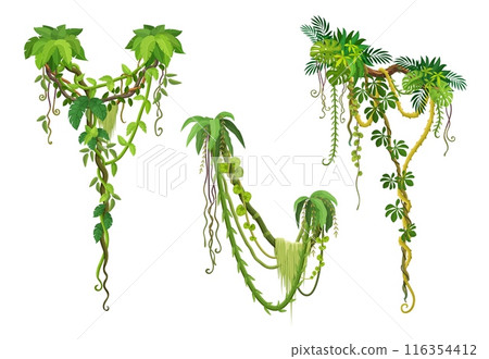 Vertical liana vines, tropical jungle forest branches. Cartoon vector Amazon rainforest tree plant thickets, forest climbing plants, green foliage. African flora spinney, tropic nature hanging roots Vertical liana vines, tropical jungle forest branches. Cartoon vector Amazon rainforest tree plant thickets, forest climbing plants, green foliage. African flora spinney, tropic nature hanging roots 116354412