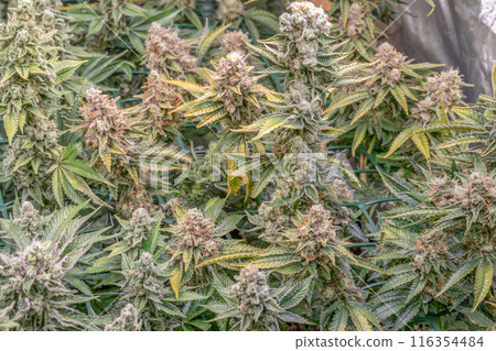 female blossom marijuana SoG Sea of Green net hemp cultivation technique Growing pot indoor bloom stage growth Medical 116354484
