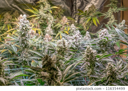 female blossom marijuana SoG Sea of Green net hemp cultivation technique Growing pot indoor bloom stage growth Medical female blossom marijuana SoG Sea of Green net hemp cultivation technique Growing pot indoor bloom stage growth Medical 116354499
