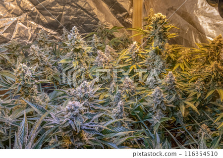 female blossom marijuana SoG Sea of Green net hemp cultivation technique Growing pot indoor bloom stage growth Medical female blossom marijuana SoG Sea of Green net hemp cultivation technique Growing pot indoor bloom stage growth Medical 116354510