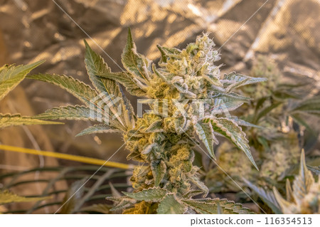 female blossom marijuana SoG Sea of Green net hemp cultivation technique Growing pot indoor bloom stage growth Medical female blossom marijuana SoG Sea of Green net hemp cultivation technique Growing pot indoor bloom stage growth Medical 116354513