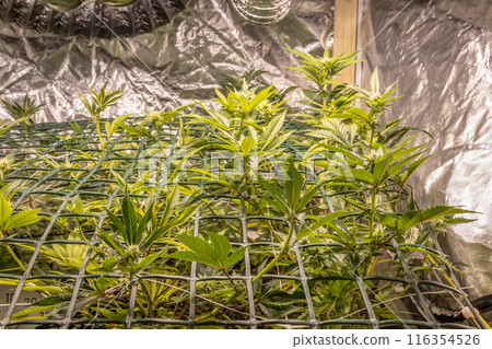 female blossom marijuana SoG Sea of Green net hemp cultivation technique Growing pot indoor bloom stage growth Medical female blossom marijuana SoG Sea of Green net hemp cultivation technique Growing pot indoor bloom stage growth Medical 116354526